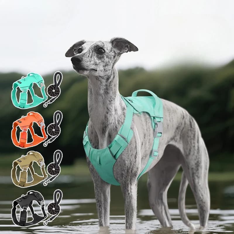 Guinzaglio per Cani alla Moda, Semplice, Monocolore, Nuovo Modello con Imbracatura per Petto e Schiena, Riflettente, Impermeabile e ad Asciugatura Rapida