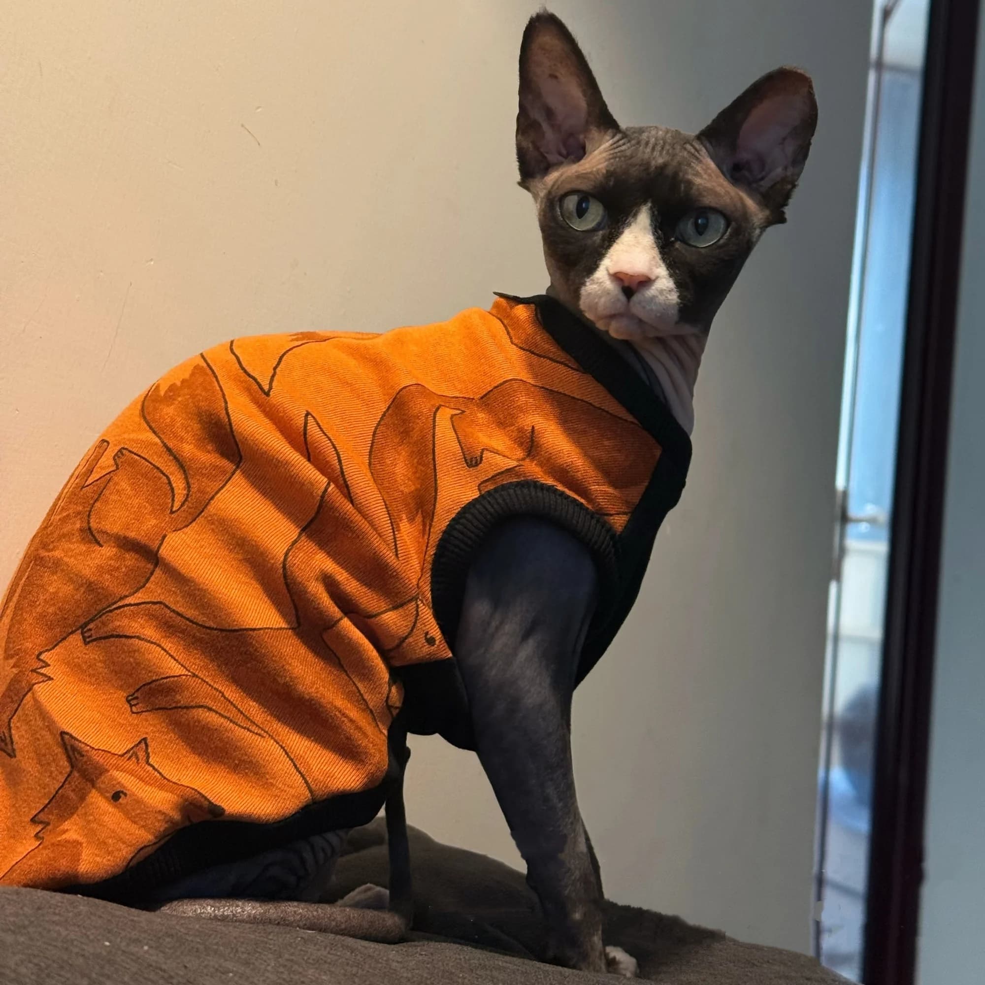 Maglietta in Morbido Cotone per Gatti Abyssiniani, Gilet Cartoon Arancione Primaverile per Cani Piccoli, Pigiama Carino per Gatti Sfinge in Autunno