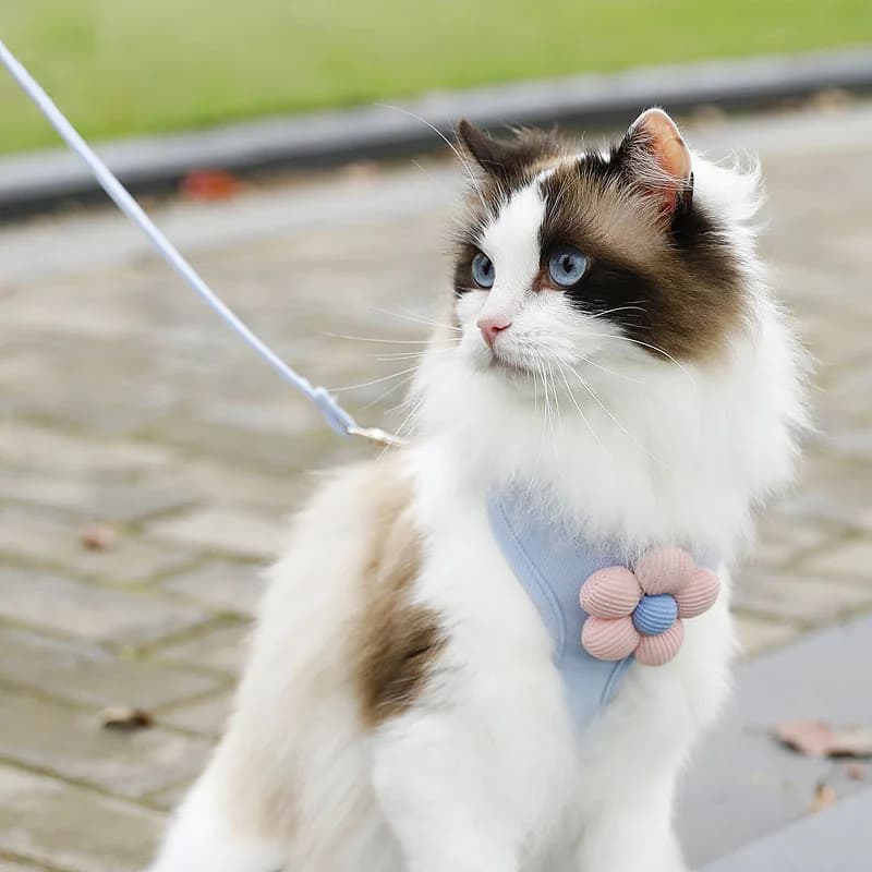 Pettorina con Guinzaglio per Cani e Gatti, Imbracatura Traspirante in Rete di Poliestere per Passeggio, Accessorio per Animali Domestici