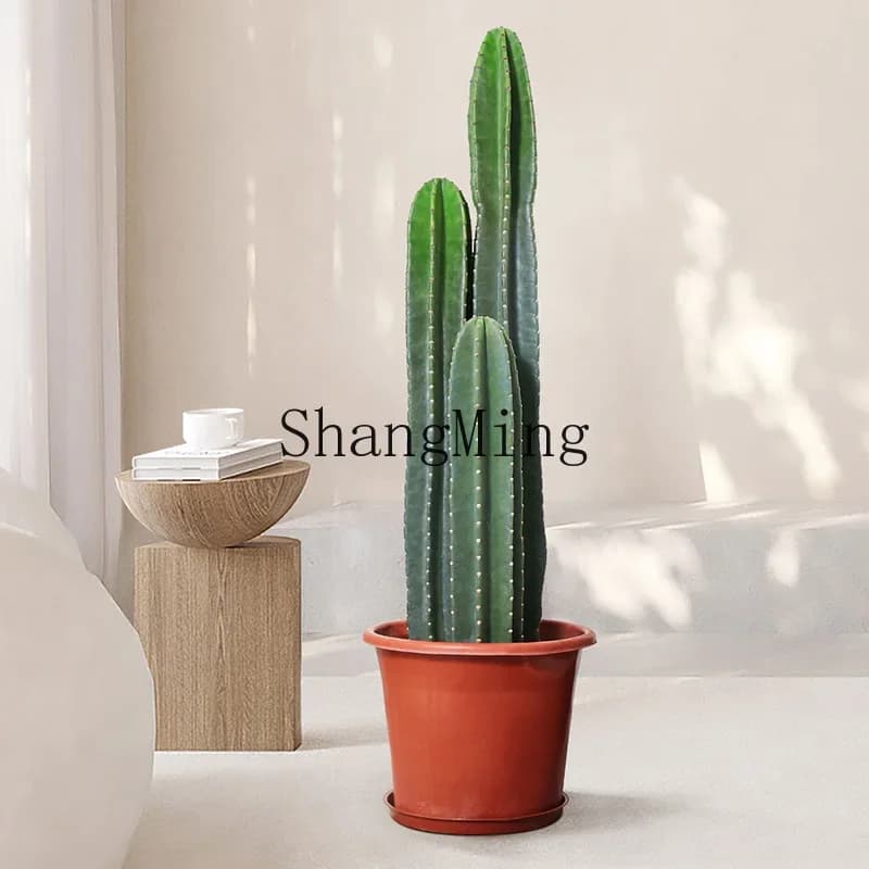 LXY Indoor Potted Plants Living Room Large Green Plants Office Cactus Succulent
