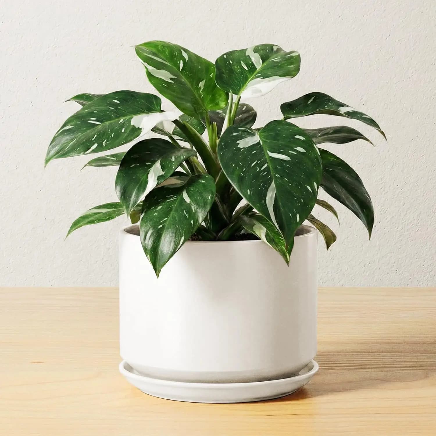 Vasi in Ceramica per Piante, Vaso da 6,8 Pollici con Foro di Drenaggio e Sottovaso, Fioriera Moderna per Piante da Interno, Bianco Stabile e Durevole