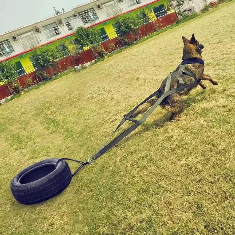Guinzaglio da addestramento per cani da lavoro di grandi dimensioni Cintura di sicurezza per slitta per addestramento al comportamento Guinzaglio per cani durevole per gli appassionati di slitte per cani