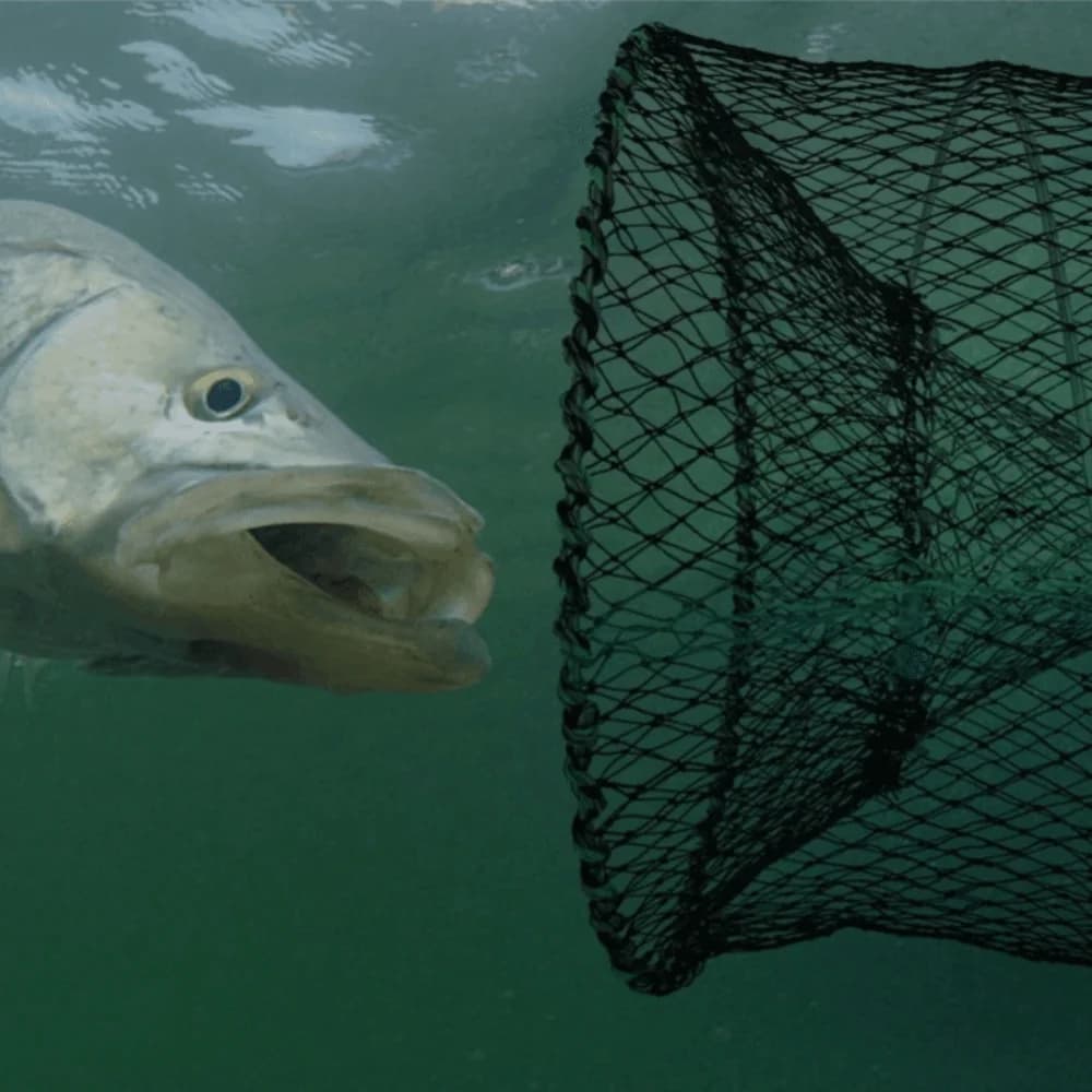 Trappola da pesca pieghevole portatile Rete di dimensioni multiple Nylon, trappola da pesca in filo d'acciaio Trappola per gamberetti neri Accessori per la pesca