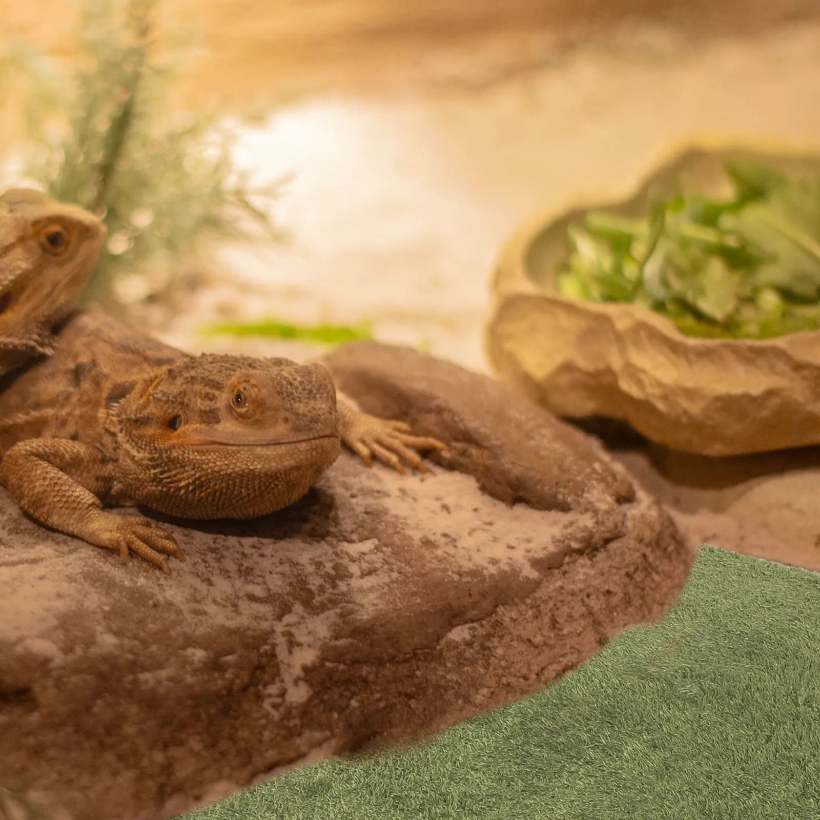 Tappeto per Rettili a Design Lungo, Traspirante e Riutilizzabile, Rivestimento per Terrario, Substrato per Serpenti, Tappeto per Tartarughe e Lucertole
