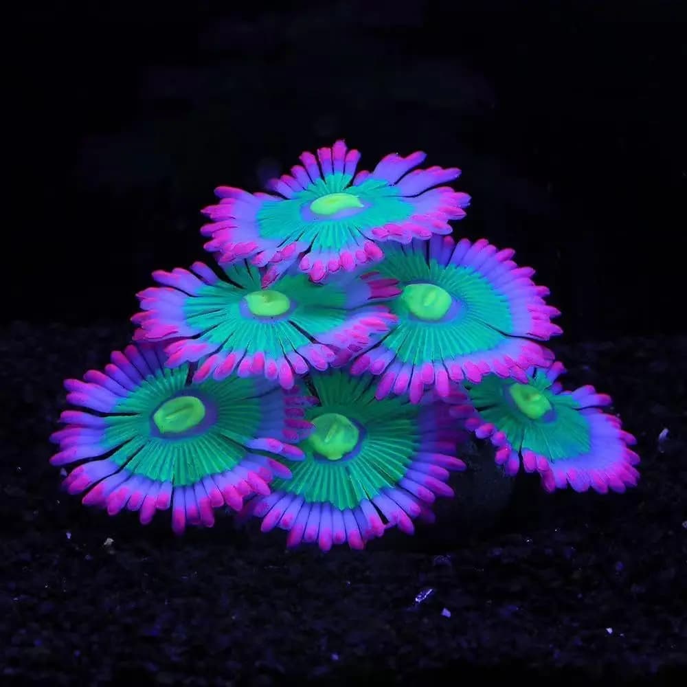 Anemone Luminosa Morbida per Acquario, Decorazione in Silicone che si Illumina al Buio, Piante Artificiali per Paesaggi di Acquari e Accessori per Vasche