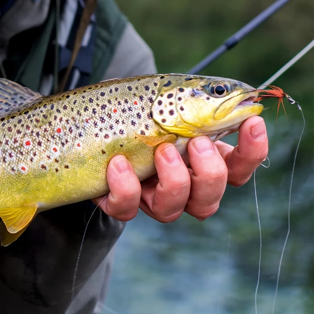 Kit di Mosche Artificiali Premium Goture 76/100 Pezzi con Scatola Magnetica, Mosche Secche, Bagnate, Ninfe e Streamer per la Pesca di Trote e Persici