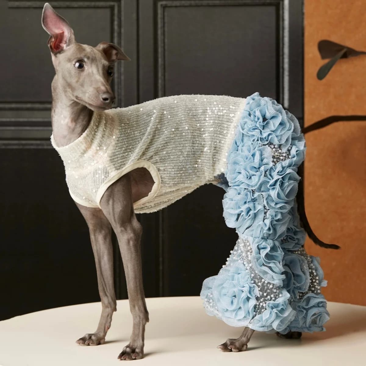 Tuta Primaverile per Levriero Italiano con Splendidi Strass e Perle Finte, Pantaloni in Rete a Rete con Strass a Forma di Calice da Vino Abbinati a Top Bianco con Paillettes per Cani