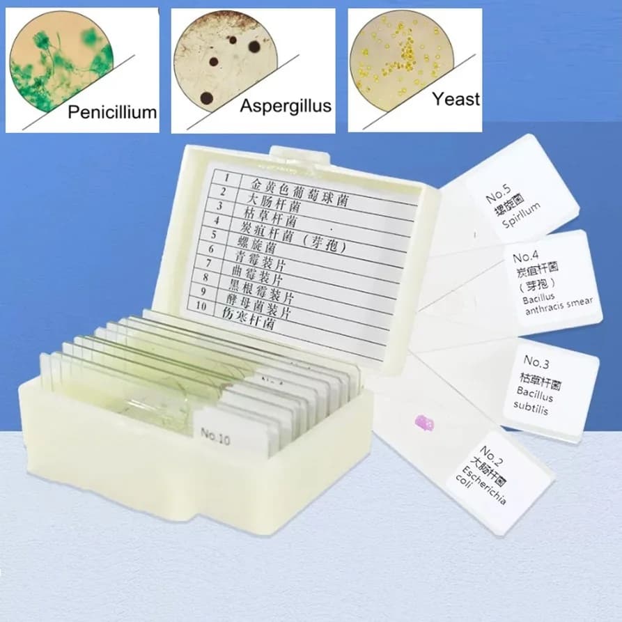 10 pz preparato fette batteri funghi microrganismi vetrini microscopici campione grammo colorazione campione insegnamento biologico affettare