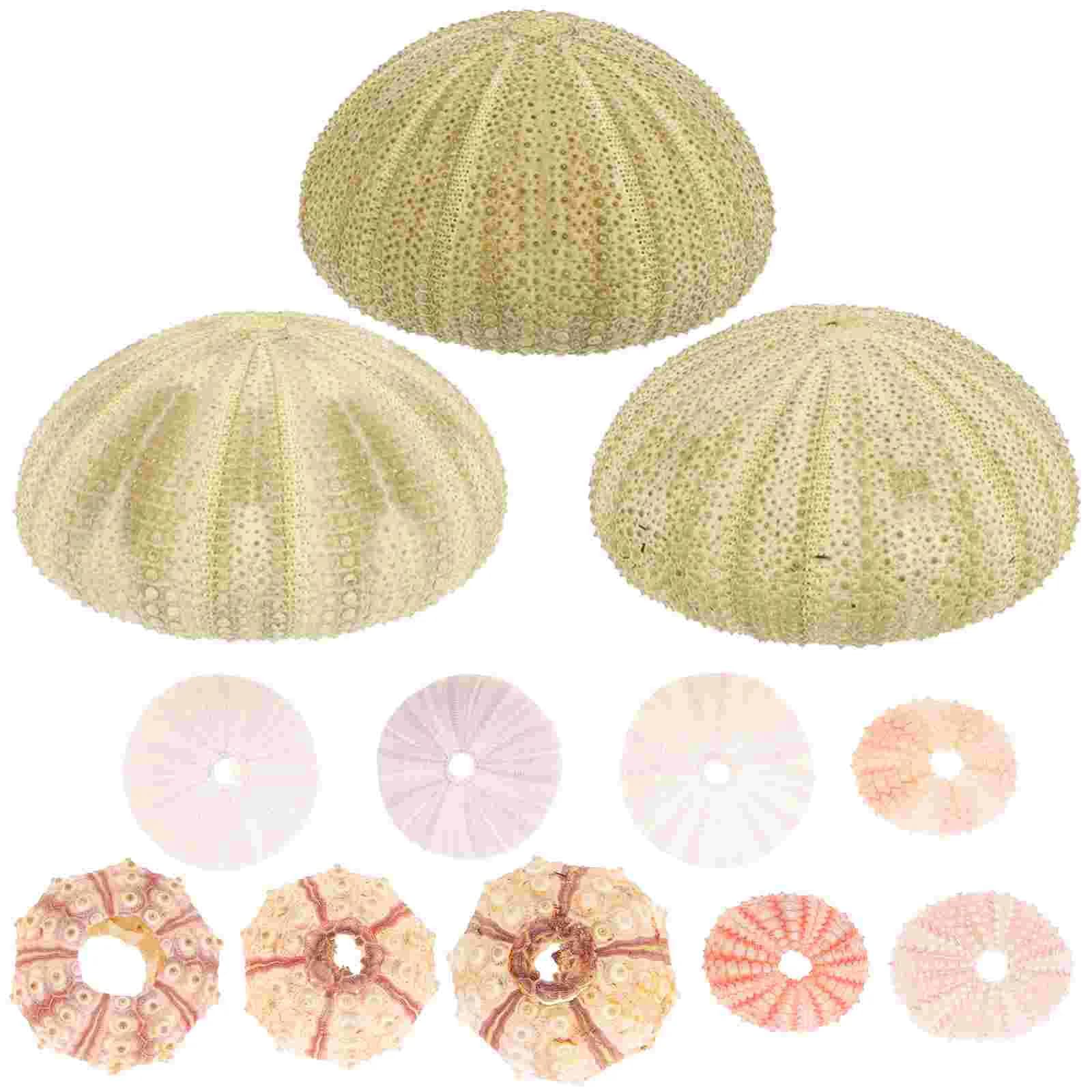12 pezzi Conchiglia Piante ad aria Vaso Decorazioni marine Naments Contenitore succulente Piante da tavolo Regali per la casa