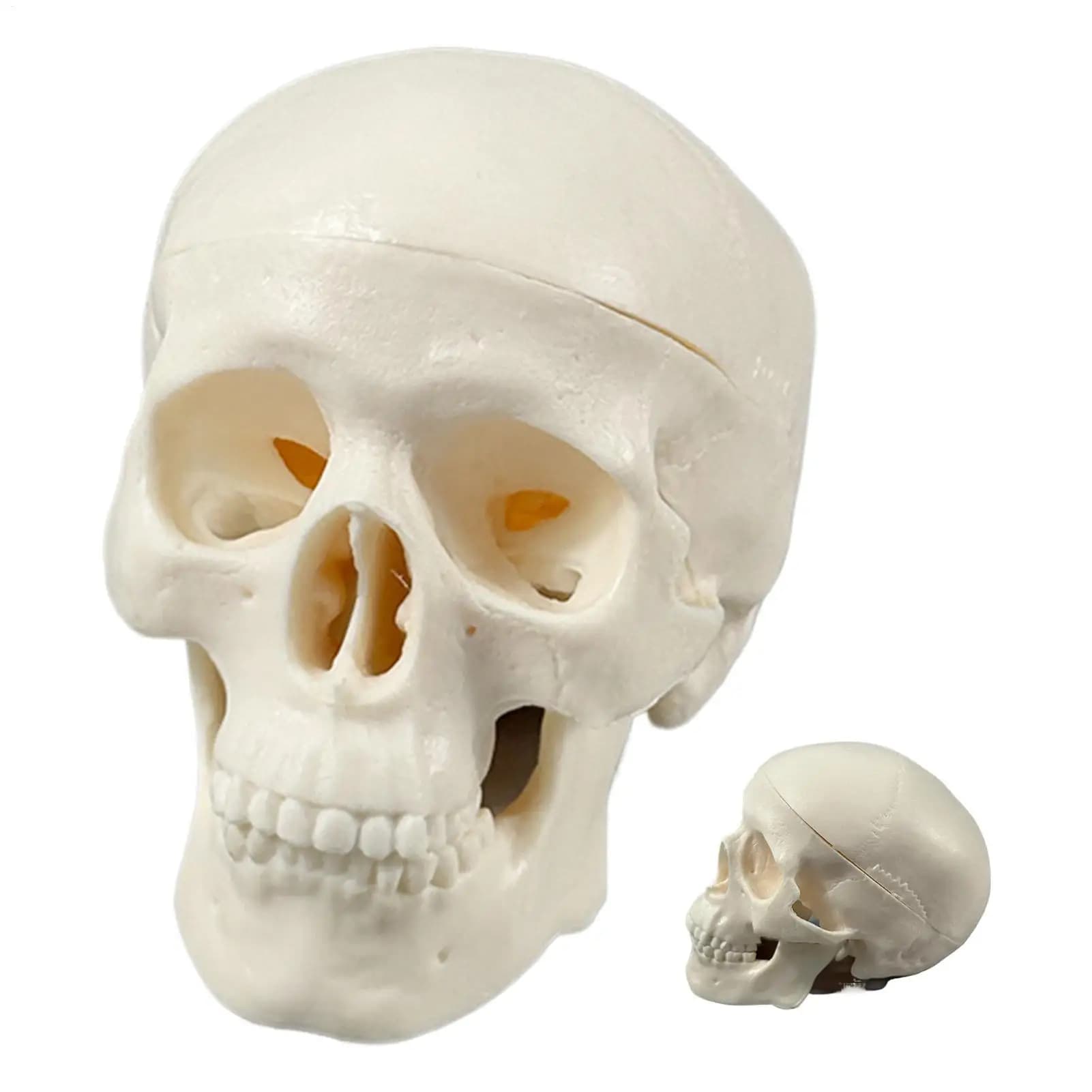 Mini Scheletro di Cranio Umano Realistico, Strumento Didattico per l'Anatomia del Cranio, per Studio, Aula, Esposizione Domestica, Decorazione di Halloween