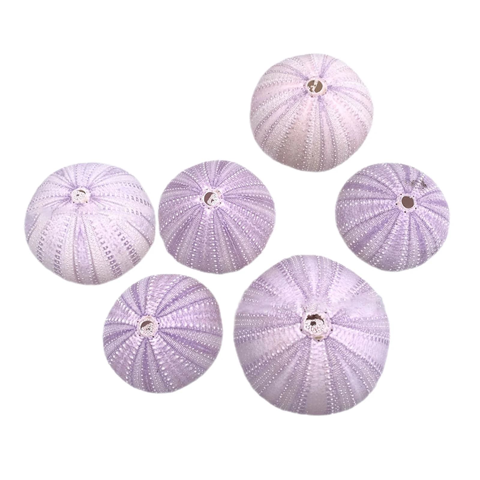 6Pcs Sea Urchin Shell Decor Natural Aquarium Landscape DIY Craft Fish Tank Layout Desktop Air Plant Pot Succulent Holder