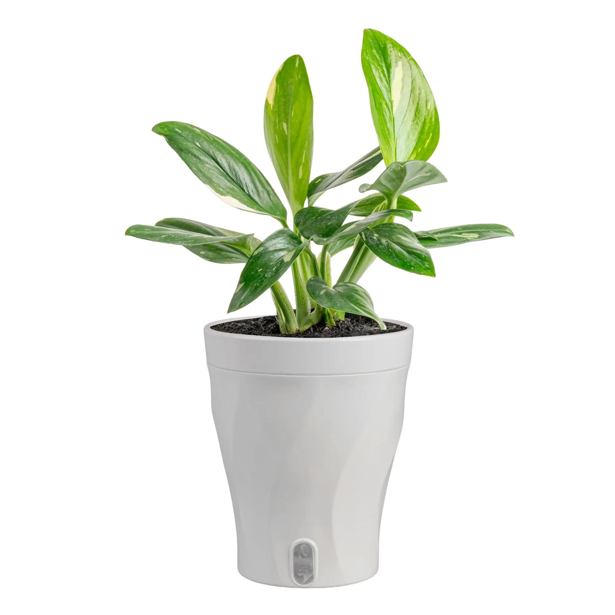 12-inch Monstera Cobra live plant with self-watering 5-inch pot
