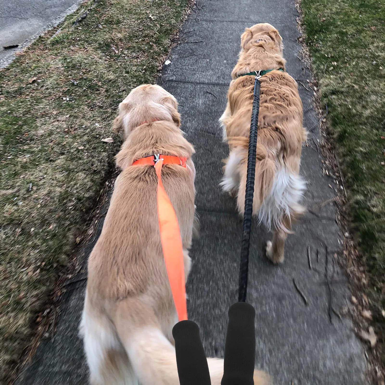 Set di 6 Guaine in Spugna per Maniglie di Guinzagli per Cani e Gatti, Antiscivolo, Confortevoli, Proteggi Corda, Prolungano la Durata, Accessori per Guinzagli