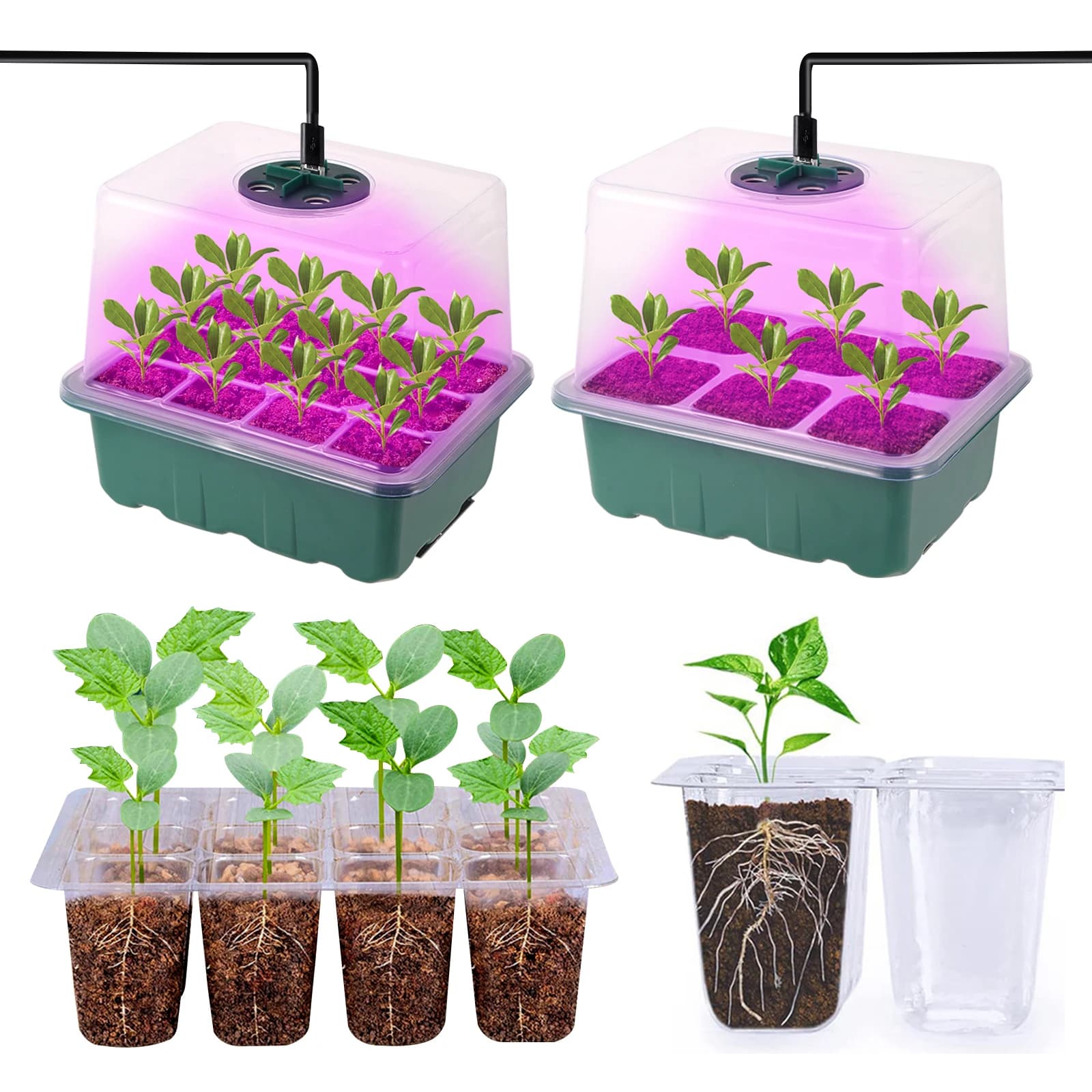 LED Cultiva The Light High Cover Box for Plants 6/12 Grid Complete Spectro Semi Plant Flower Vegetable Fruit Planting Germination Vase