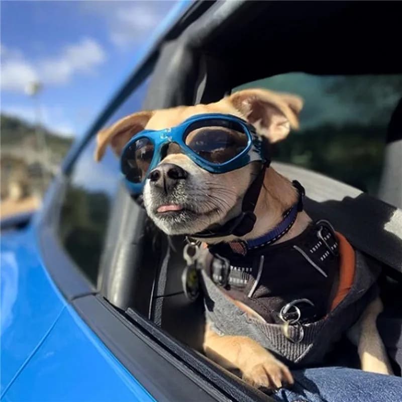 Folding glasses for pets Creative glasses for dogs and cats in the shape of V Ski glasses Animal accessories Sunglasses