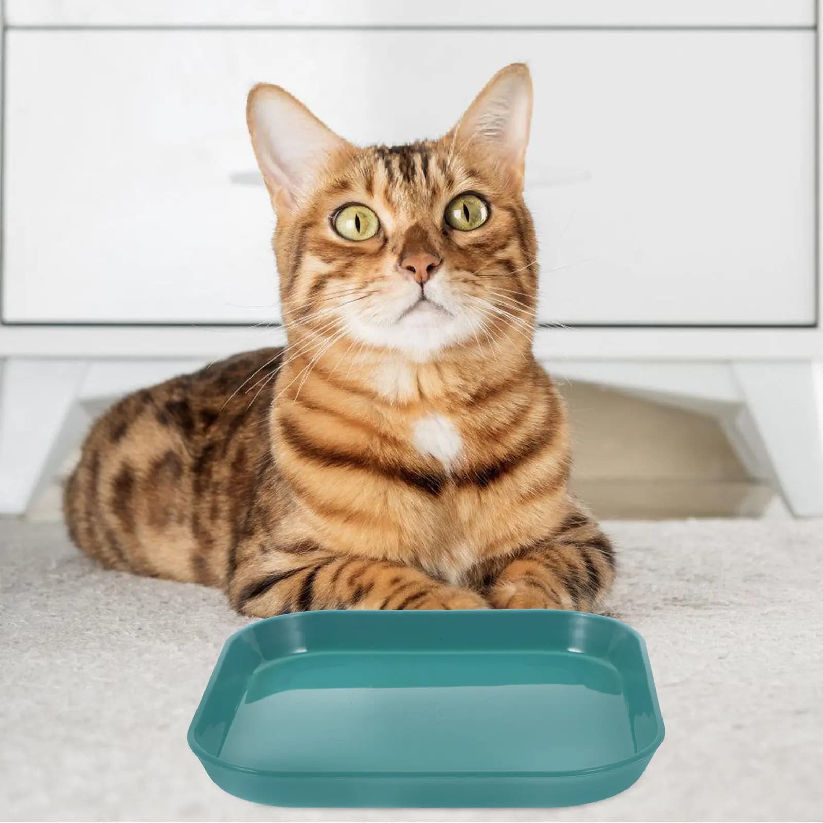 Ciotola per gatti poco profonda da 5 pezzi, colori vivaci e carini, robusta e infrangibile, per l'alimentazione di gatti e gattini da interno