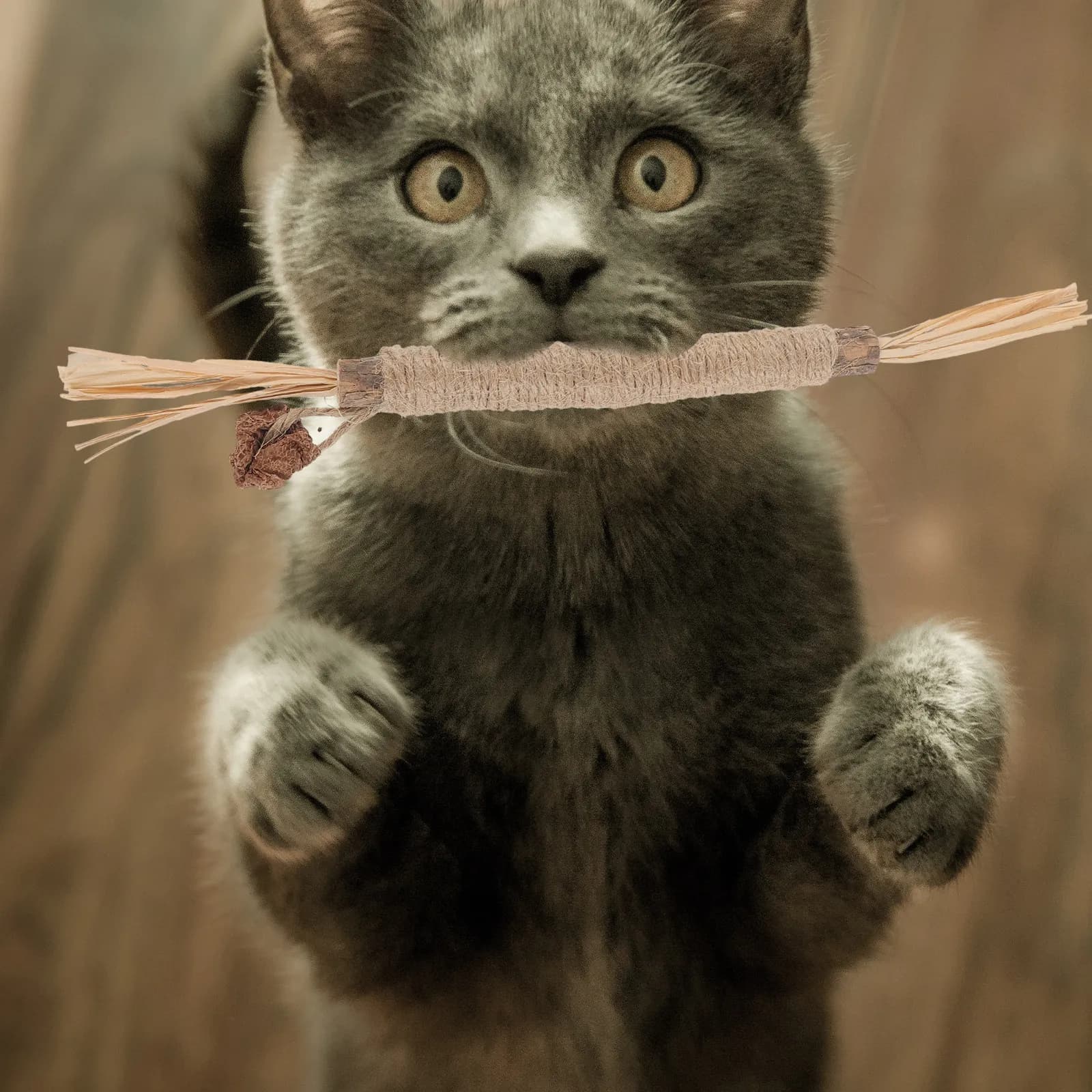 2 Pezzi Bastoncini da Masticare per Gatti, Interattivi, per la Pulizia dei Denti, Bastoncini di Silvervine per Gatti