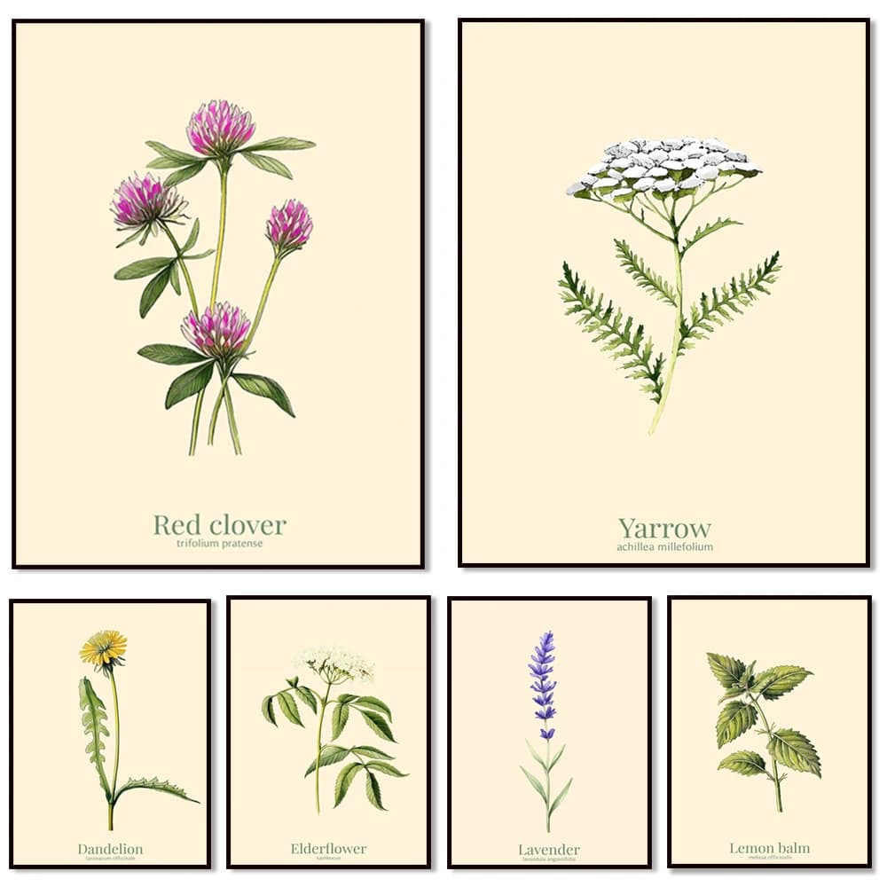 Lavender，Dandelion，Lemon Balm，Calendula，Yarrow，Elderflower Wild Herbs Poster - Botanical Print Decor Wall art