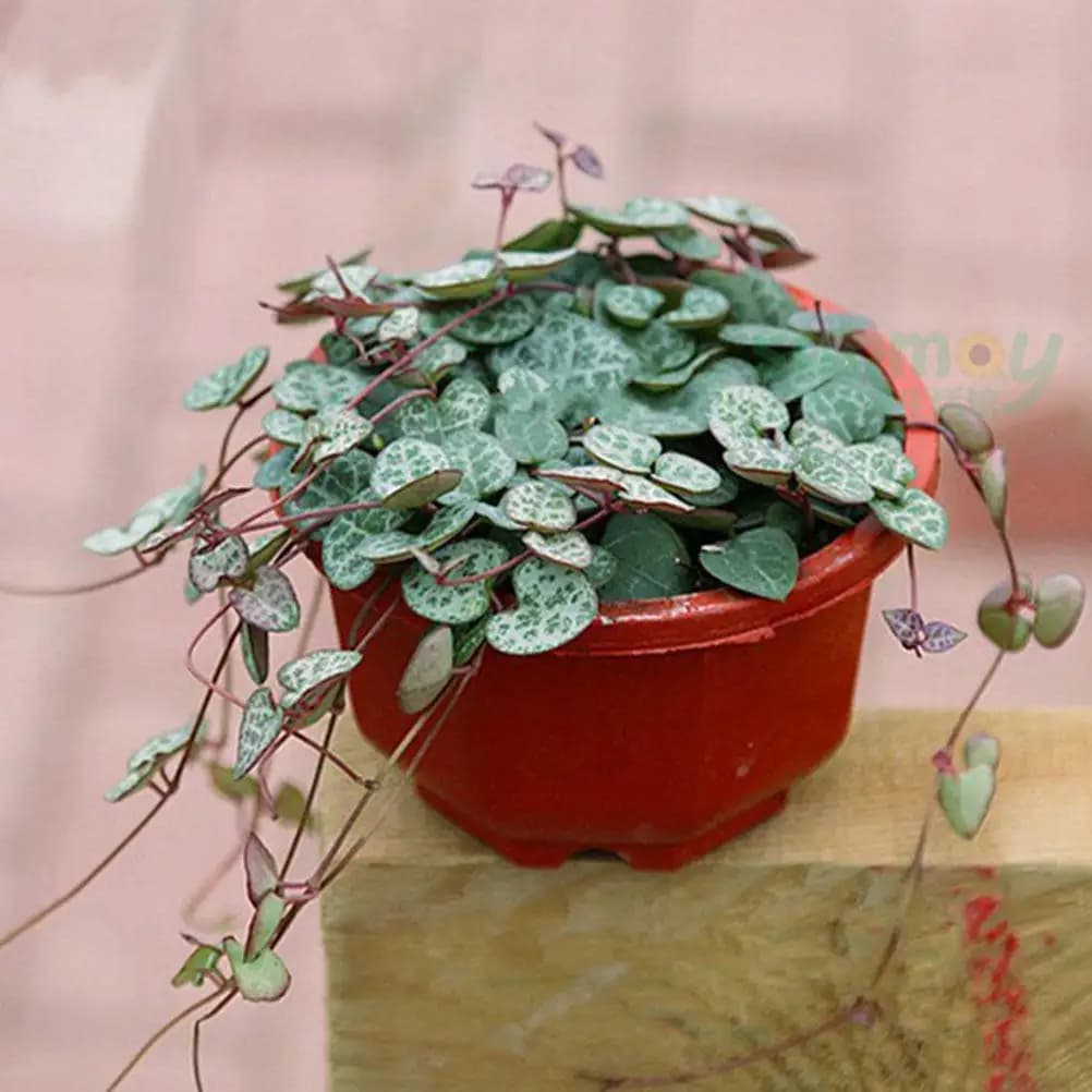 12 Pezzi Vasi da Fiori Sospesi in Plastica, Portapiante da Balcone Resistenti all'Usura, Forniture da Giardino per Ufficio, Vasi Sospesi per Fiori