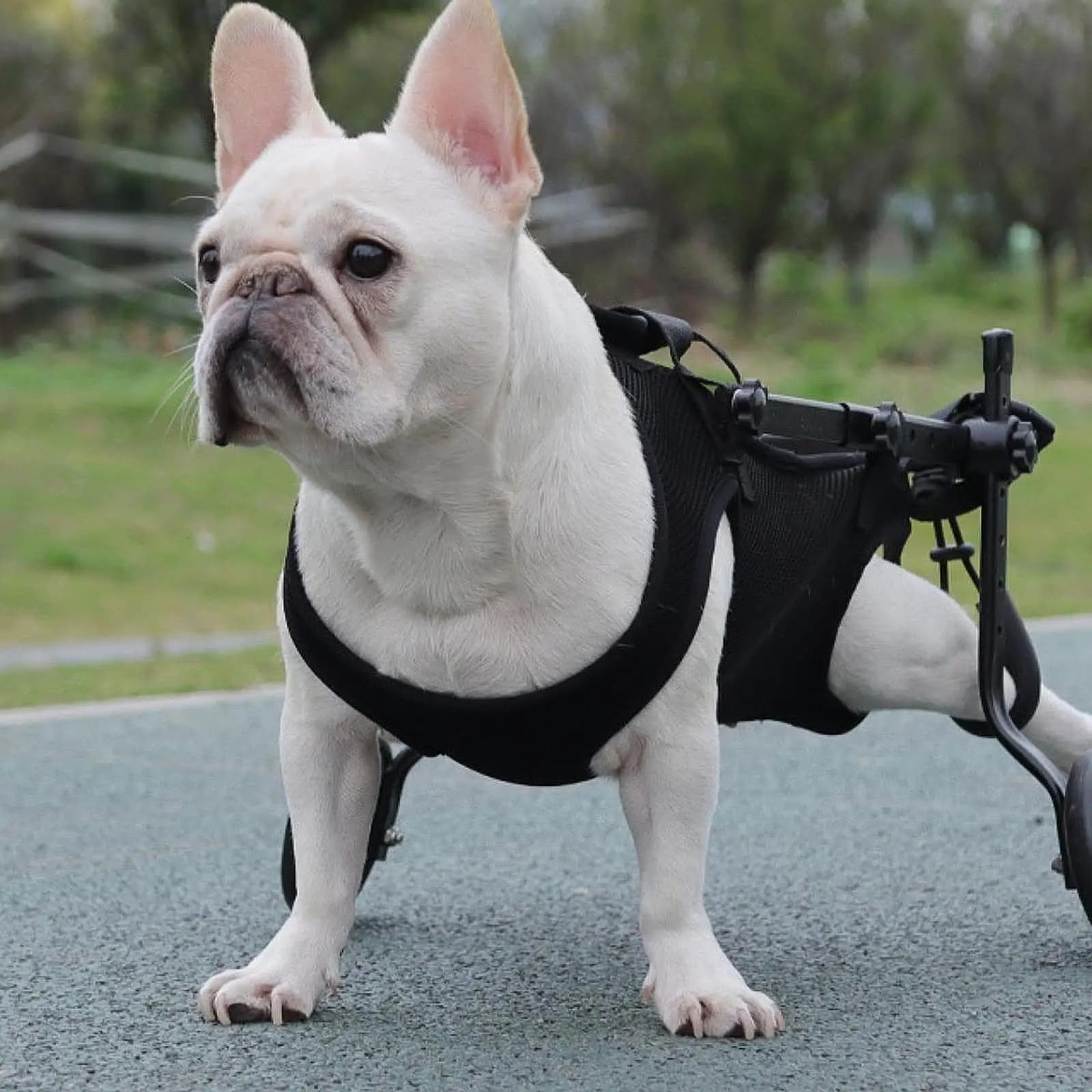 Imbracatura di Sollevamento per Animali Domestici, Gilet di Sollevamento Comodo e Lavabile per Cani, per Salire e Scendere le Scale, Passeggiate e Taglio delle Unghie
