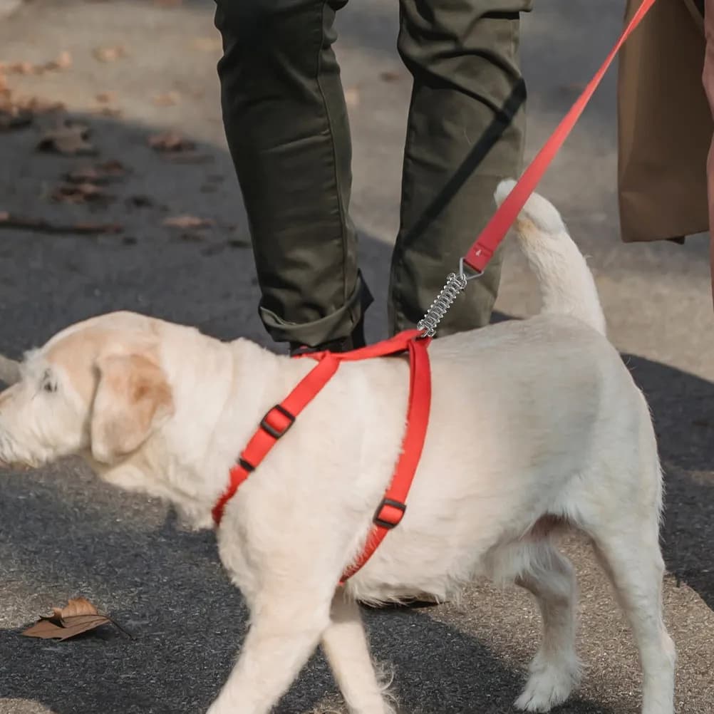 2 Pezzi Estensore per Guinzaglio per Cani con Molla Tensionata e Ammortizzatore in Acciaio Inox 304 per Cani Piccoli, Medi e Grandi per Uso Esterno