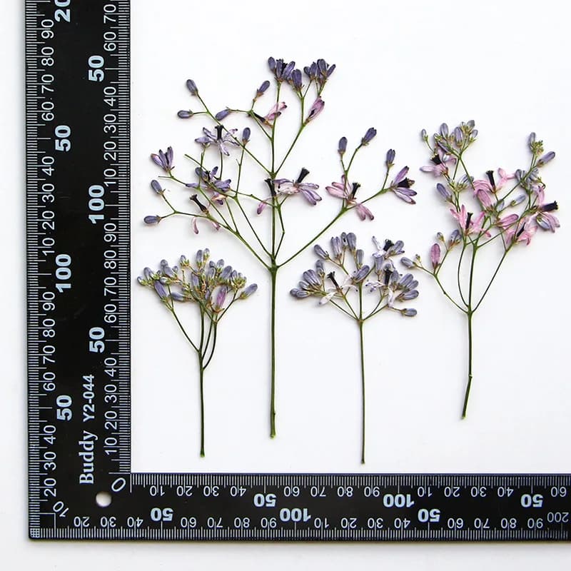 120pcs Pressed Dried Melia azedarach L Flower Herbarium For Resin Epoxy Jewelry Card Bookmark Frame Phone Case Makeup Lamp