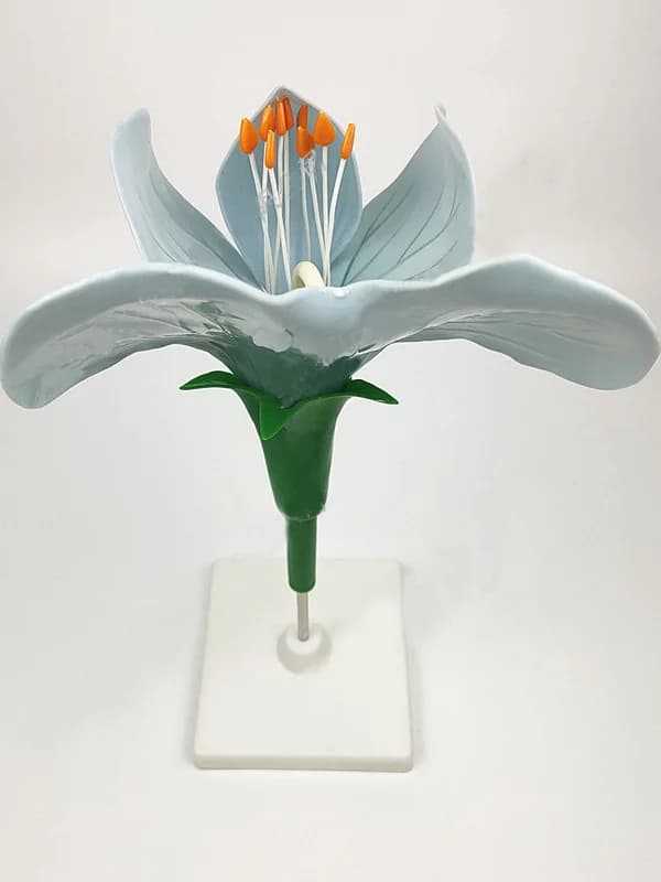 Pea Flower Model for Liceum Biology Teaching, Agricultural Experiments, Sunflower Plant Model, Potato, Senape