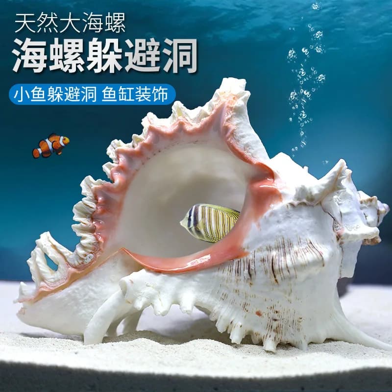 Natural Sea Snail Shells For Aquarium Decoration Large Shell Ornaments Fish And Shrimp Hiding Places Breeding