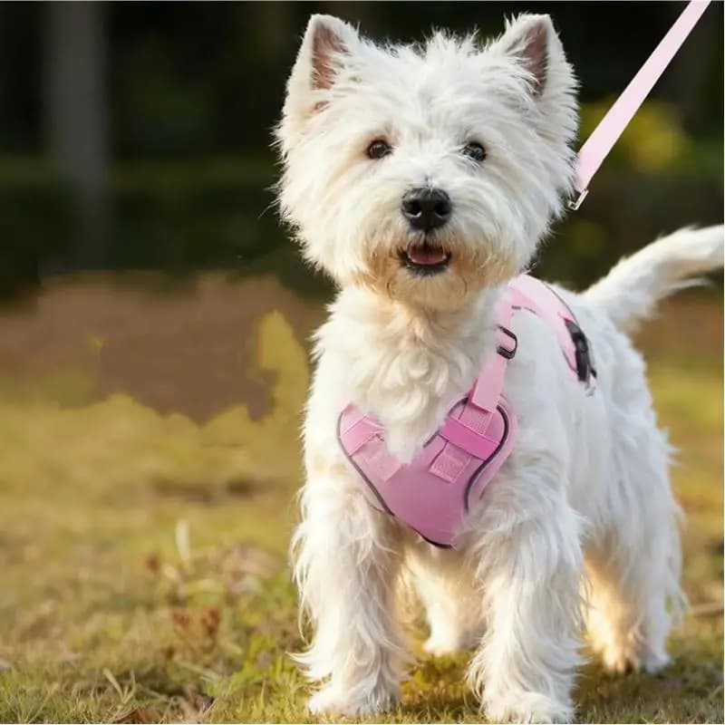 Pettorina per Cani con Guinzaglio Riflettente, per Cani Medi e Grandi, Gilet Tattico Regolabile in Tessuto Oxford, Accessori per Animali Domestici