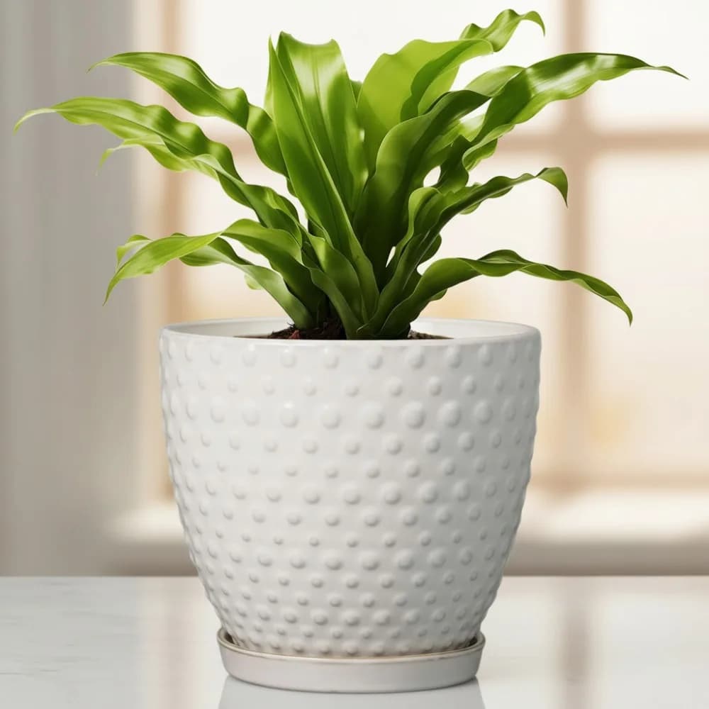 Vaso per piante in ceramica da 8 pollici con foro di drenaggio e piattino, vaso da fiori rotondo moderno per piante da interno ed esterno, bianco