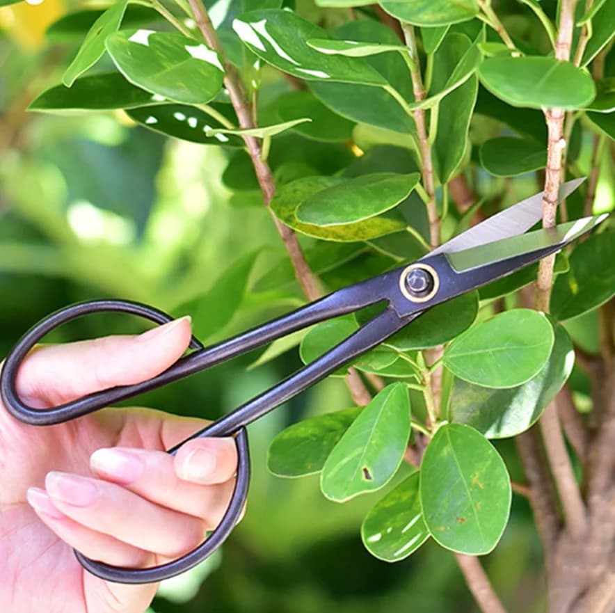 20.5cm Bonsai tool for beginners long handle scissors for plant branches gardening tools for garden pruning scissors for Bonsai
