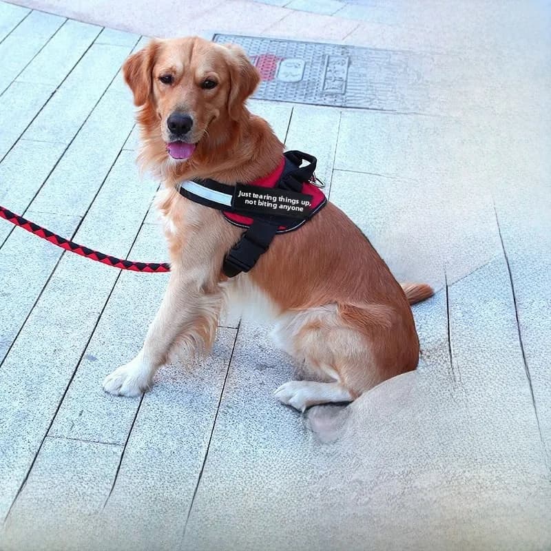 Guinzaglio per Cani Stile Gilet Adatto per Cani Piccoli Medi e Grandi Regolabile Estensibile Accessori per Animali Domestici Guinzaglio per Addestramento e Passeggio