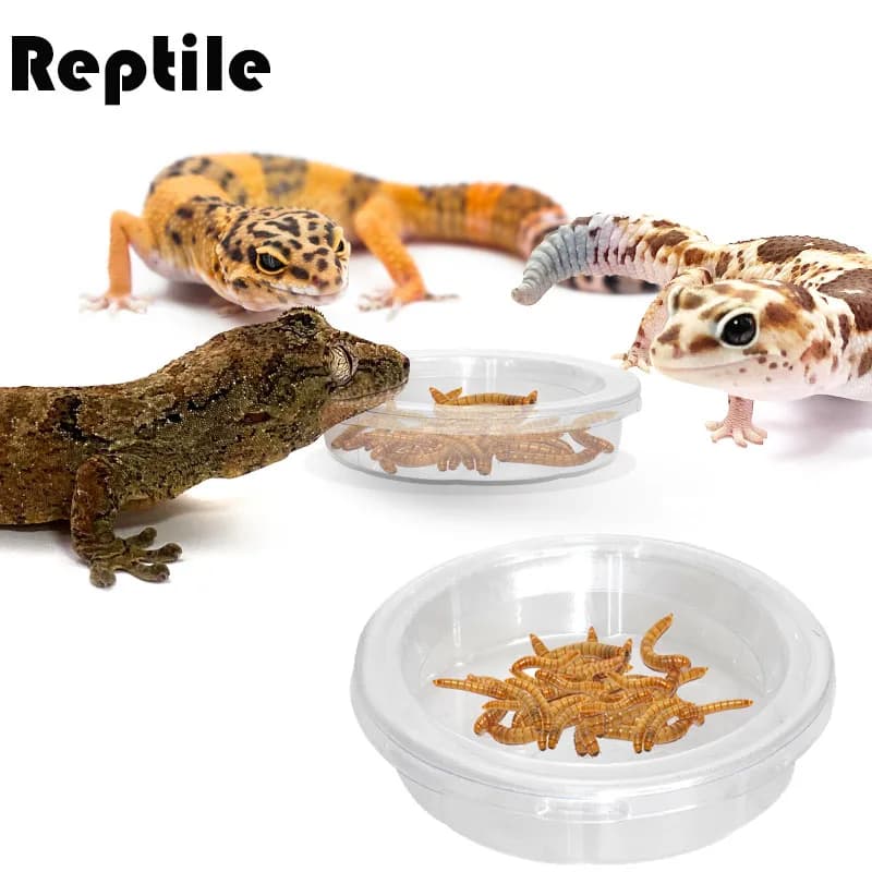 Accessori per rettili ciotola per mangime insetto ragno formiche nido serpente geco cibo ciotola per l'alimentazione dell'acqua alimentatore per terrari forniture per animali domestici