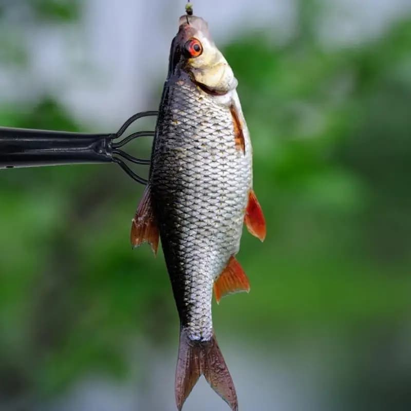 R6FE Forchette da pesca Arpioni da pesca con punte spinate da pesca in acciaio per