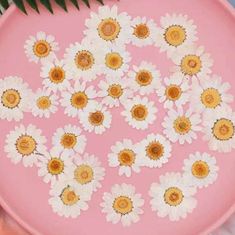 100Pcs Natural White Crystal Chrysanthemum Daisy Plant Specimens Real Dried Flowers Pressed Flowers DIY Material Kit for Photo Frames, Phone Cases, Resin Crafts