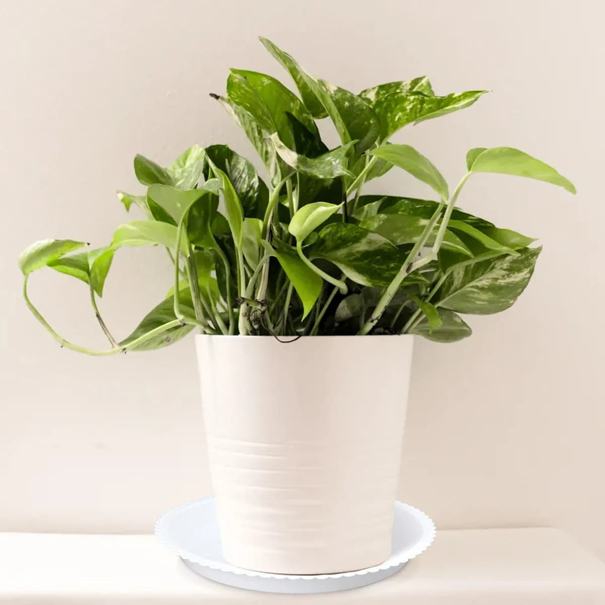 5Pcs Round Plant Saucers White Ceramic Basin Drip Trays for Bonsai Trees Indoor Outdoor Garden Use 26x26x2.5cm Moisture