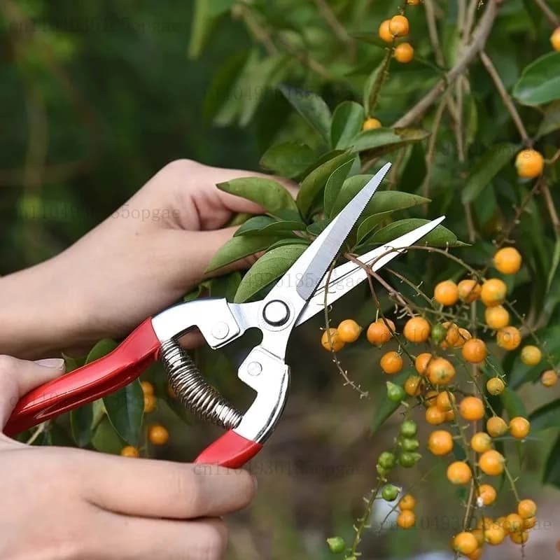 Fruit picking shears collecting spiny ashes gardening shears shears for pruning branches