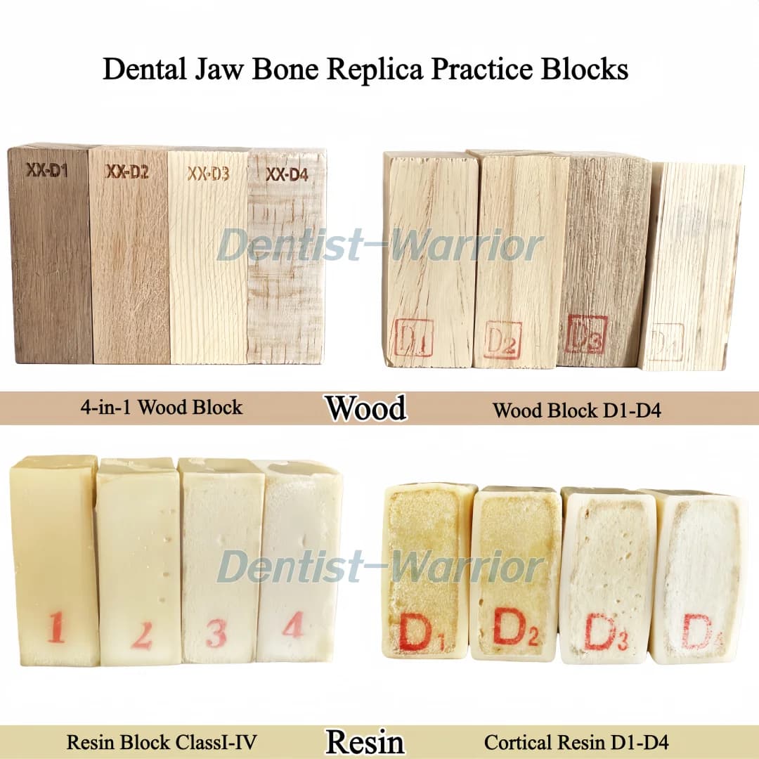 4 tipi di pratica modello dentale alveolare mascella osso replica modello classe I-IV mandibola corcale legno/blocco di resina