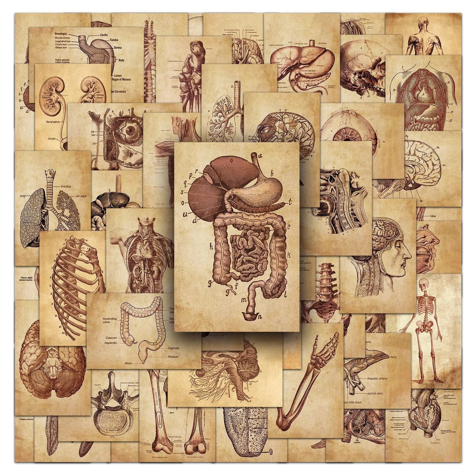 50 pezzi adesivi anatomia umana scientifica vintage fisiologia bagagli per il corpo fai da te bambini laptop chitarra telefono skateboard notebook decalcomanie