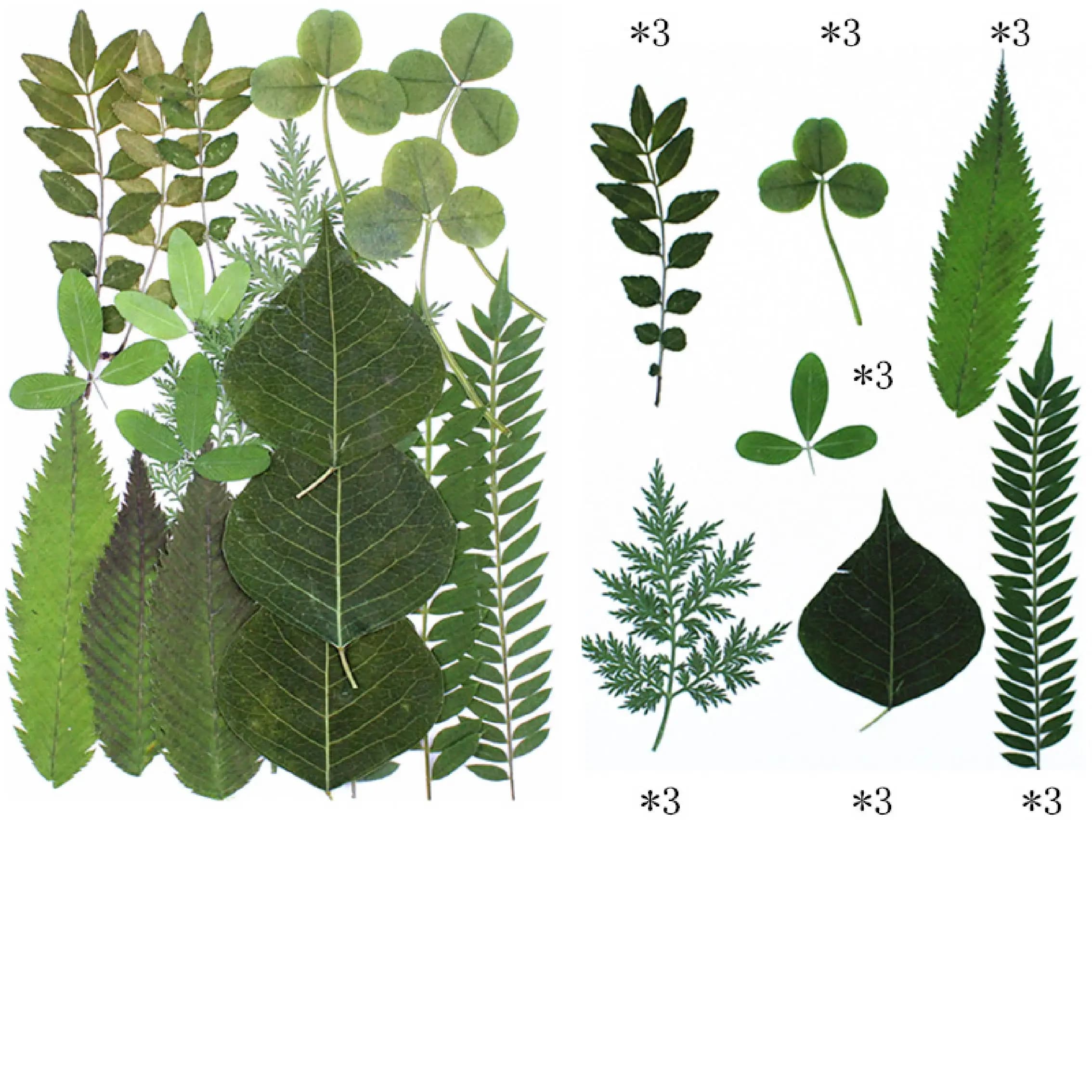21PCS Dried Flowers Pressed Green Leaves Plants Epoxy Resin Coasters DIY Gift Decorations for Art Jewelry Artificial Plants