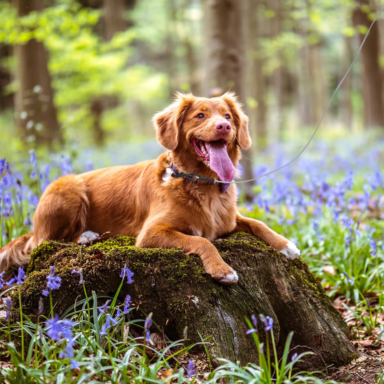 Guinzaglio per Cani in Filo d'Acciaio Resistente 12M, Anti-Morso, Portatile, Corda di Trazione per Animali Domestici, Guinzaglio per Passeggiate all'Aperto