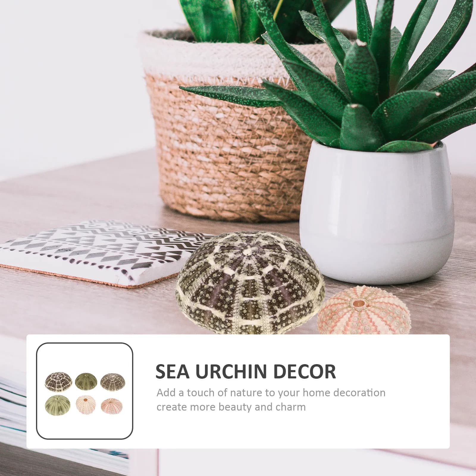 Set di 6 Vasi a Forma di Riccio di Mare per Piante Aeree, Mini Vasi Decorativi per Libreria e Tavolo, Decorazioni Fai-da-Te