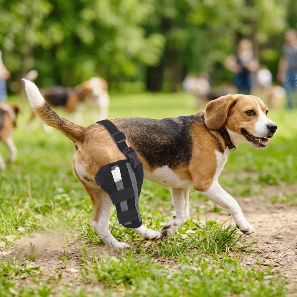 Supporto per Zampe Posteriori per Cani, Tutore Regolabile in Tessuto Traspirante, Supporto per Ginocchio Canino, Stabilizzatore Articolare a Compressione Forte
