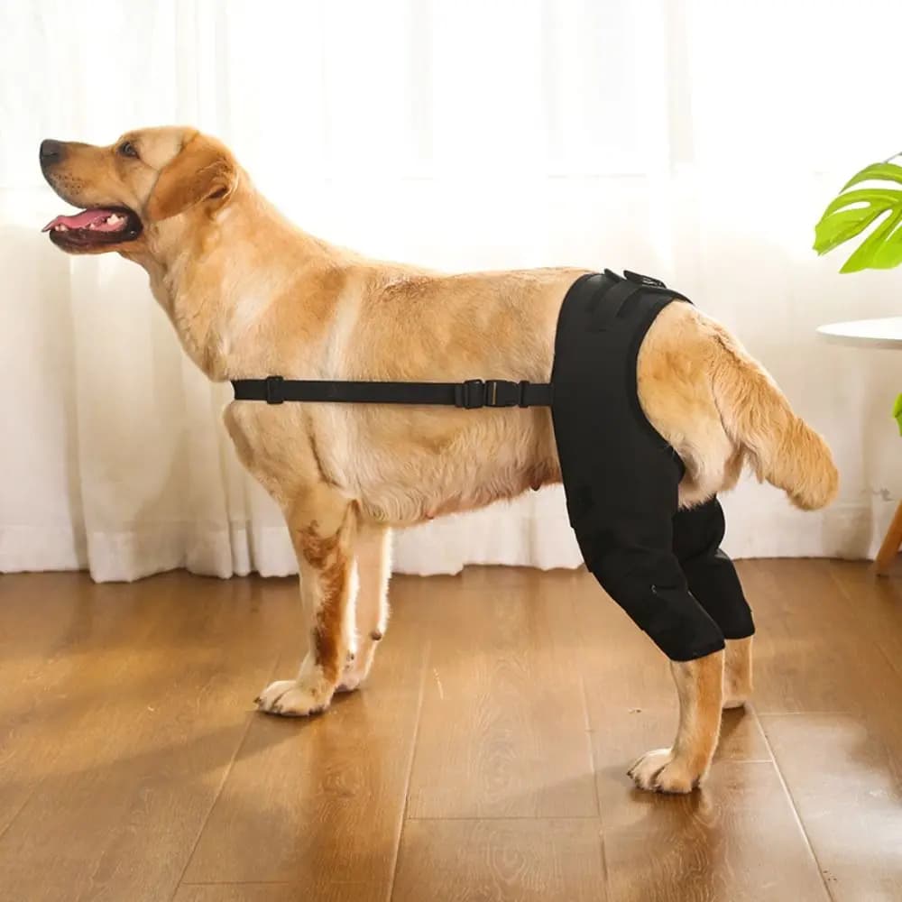 Supporto per le gambe del cane tutore per l'anca del ginocchio proteggi le ferite prevenire le lesioni aiuto canino e riabilitazione del legamento per accessori per animali domestici