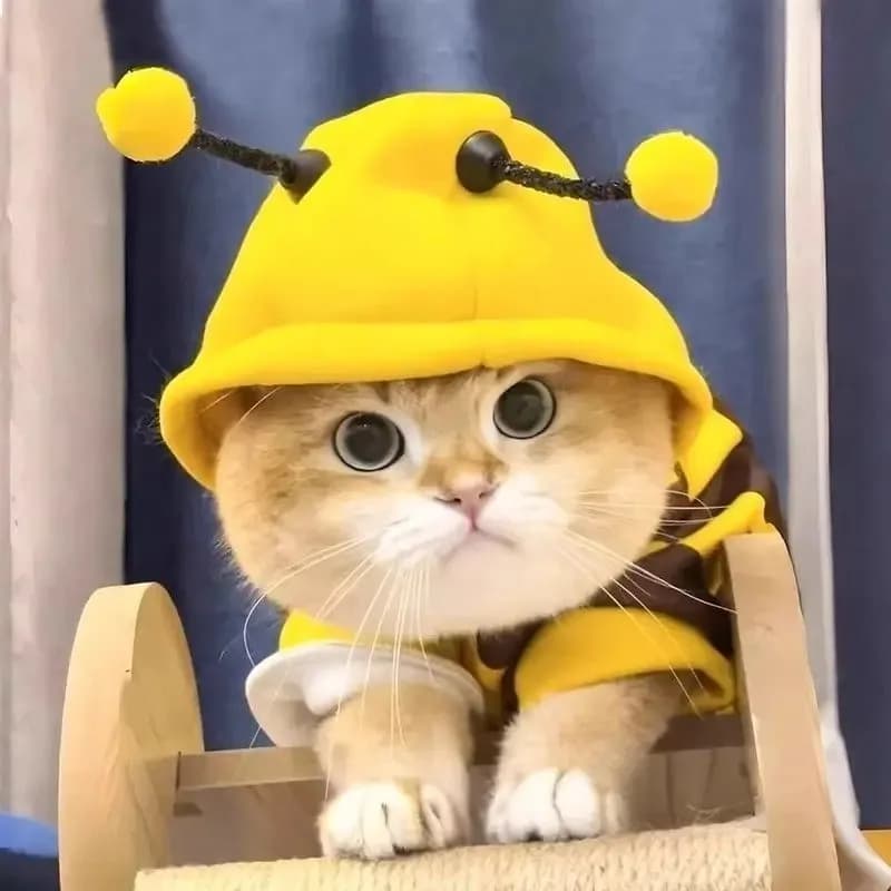 Pet Sweatshirt Cute Bee Print Anti Slip Soft Hoodie for Small Dogs Cats Spring Autumn Daily Wear Clothes