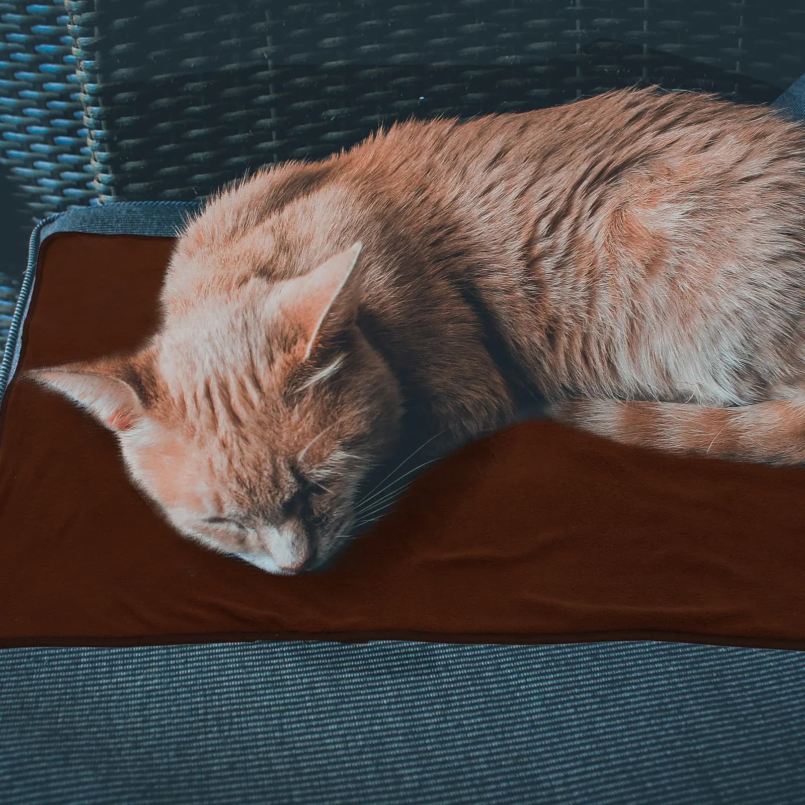 Tappetino Riscaldante Elettrico per Animali Domestici, Coperta Termica per Cani e Gatti, Calore Invernale, Supporto Sicuro per la Circolazione Sanguigna, Lavabile, Antigraffio