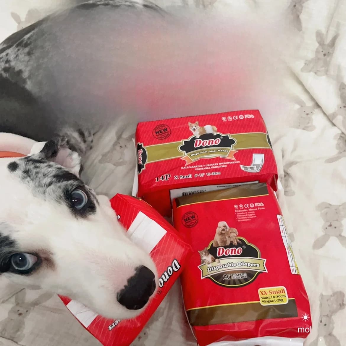 Pannolini per Cani Femmina, Mutandine Igieniche per il Ciclo, Assorbenti per l'Addestramento dei Cuccioli, Biancheria Intima Assorbente per Cani Femmina