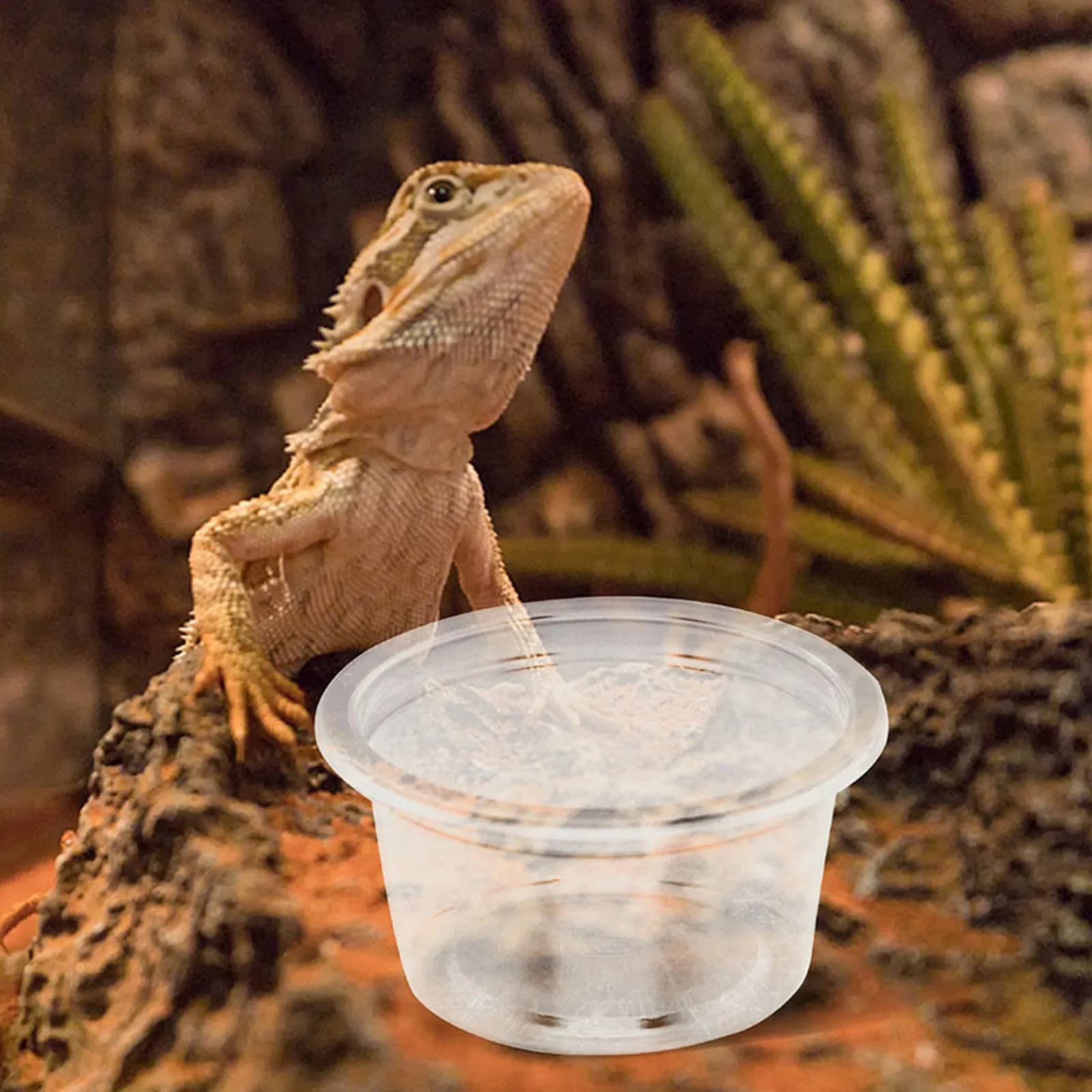 30 Pezzi Ciotole in Plastica per Cibo e Acqua per Rettili, Tazze per Alimentazione per Gechi, Lucertole, Serpenti, Accessori per Terrari di Piccoli Animali