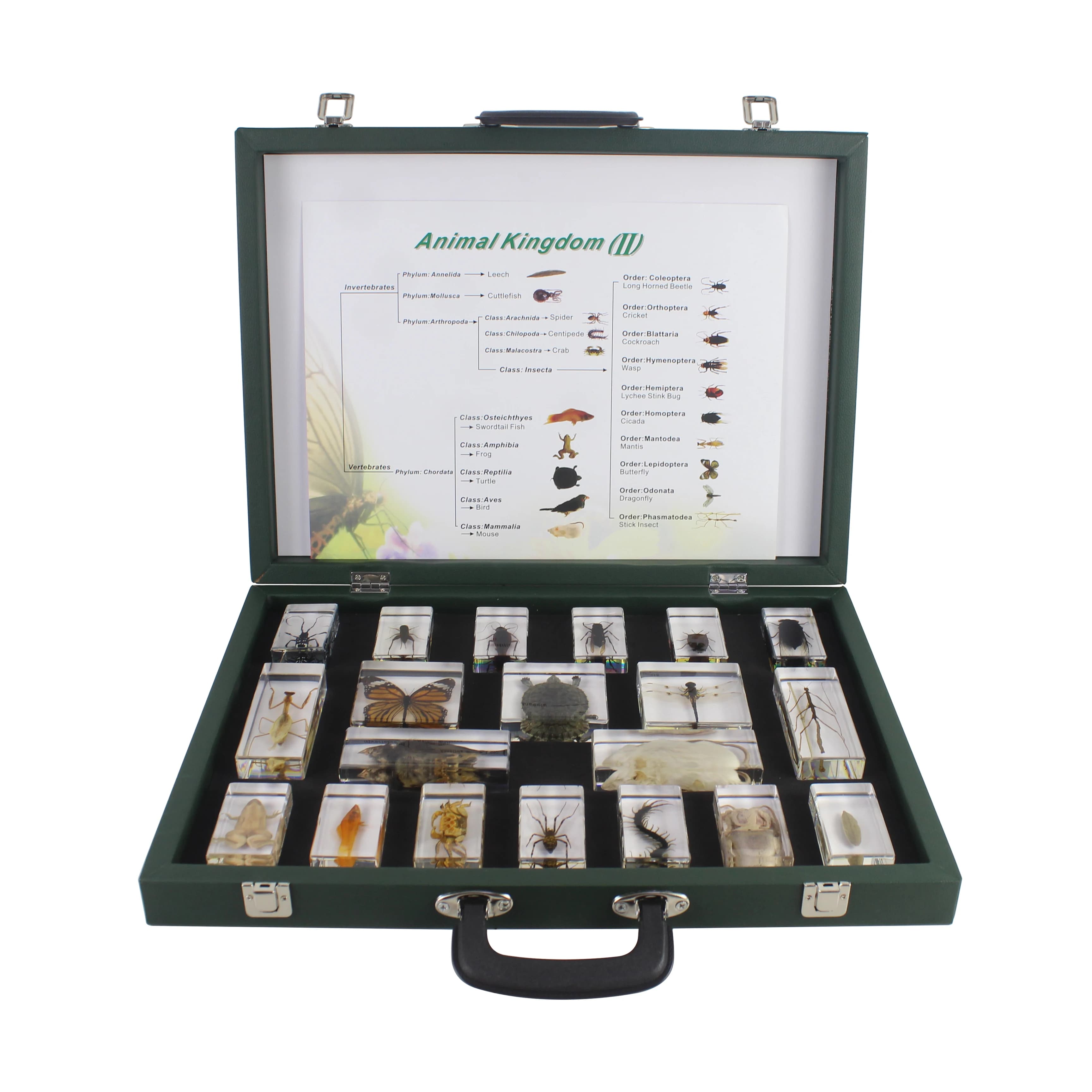 Kit di giocattoli educativi in acrilico con visualizzazione di campioni di animali diversi, kit per bambini