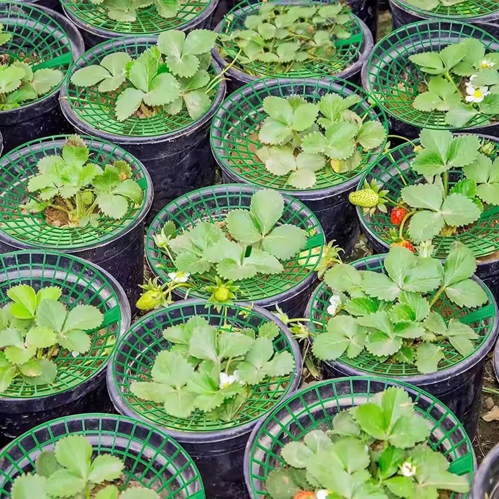5-20 pieces Strawberry Plant Supports with 3 Robust Legs Strawberries Support cage for Rot Dirt Hub protection frame